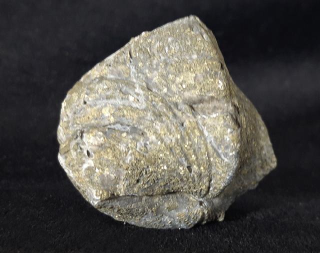 Paraspirifer bownockeri (STEWART 1927) - Bild &copy; FossNet FossilienStore